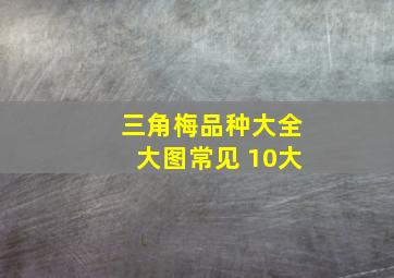 三角梅品种大全大图常见 10大